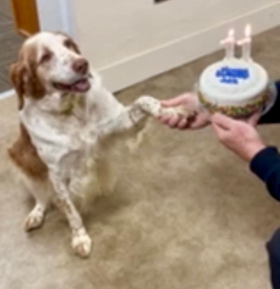 Dog giving a paw shake, celebrating birthday with a cake and lit candles.