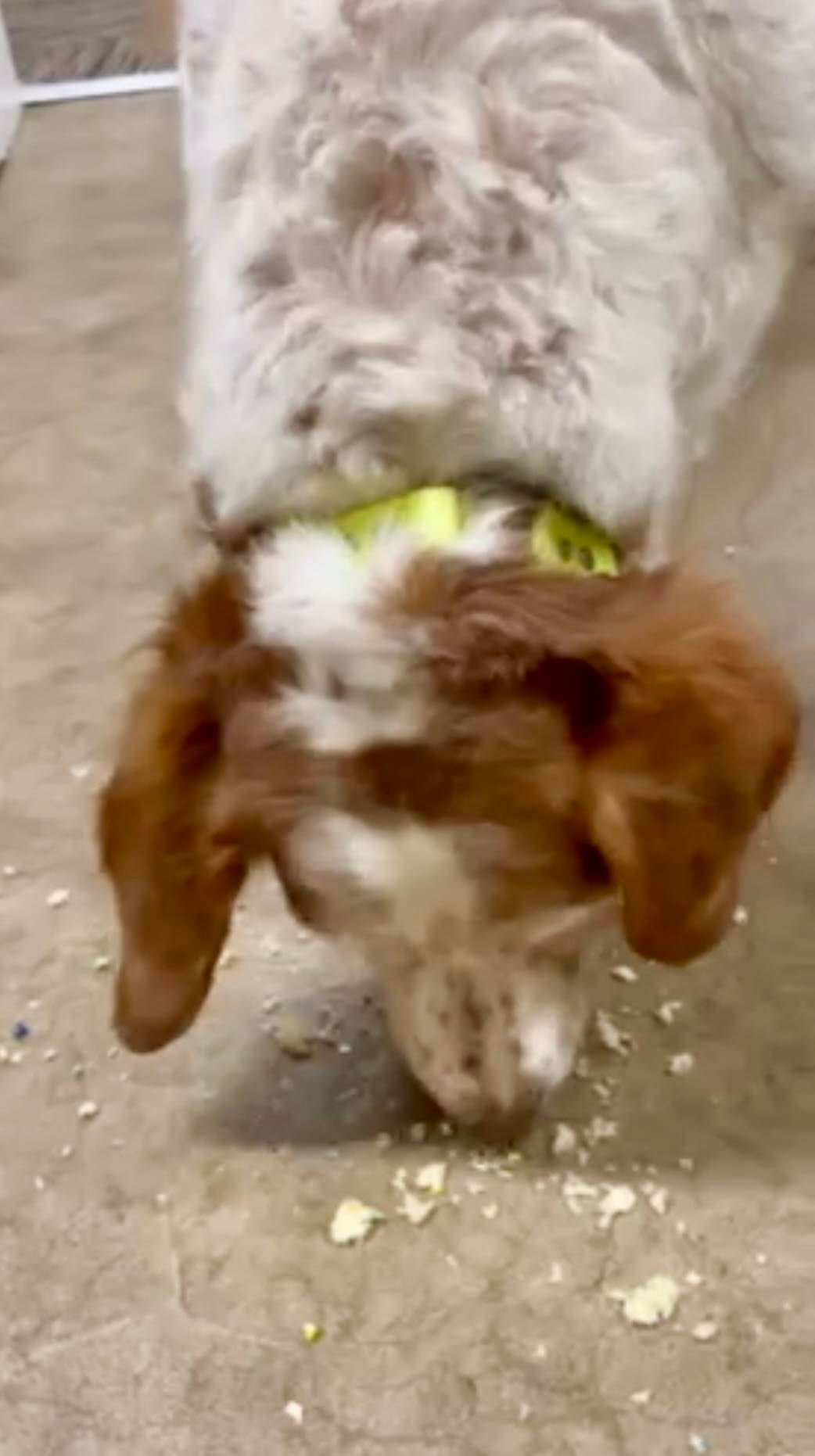 Dog with white and brown fur eating food on the floor; yellow collar visible.