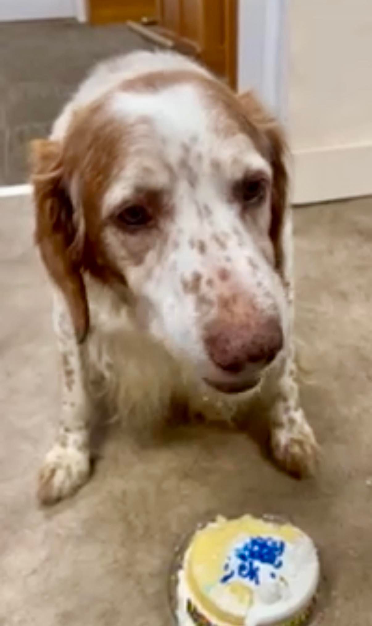 Dog with brown and white fur, looking down at a small birthday cake on a floor.