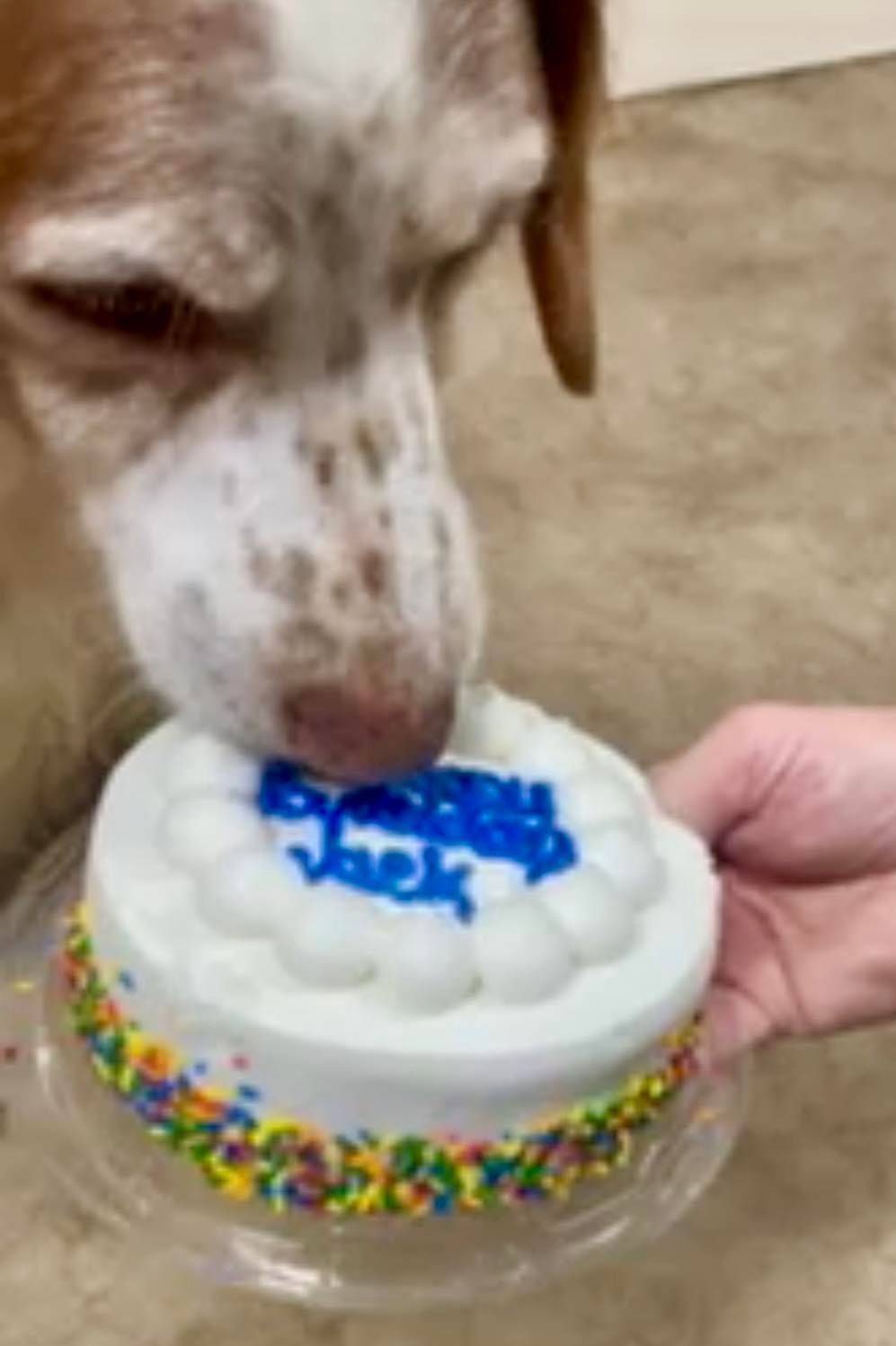 Dog sniffing a small birthday cake with