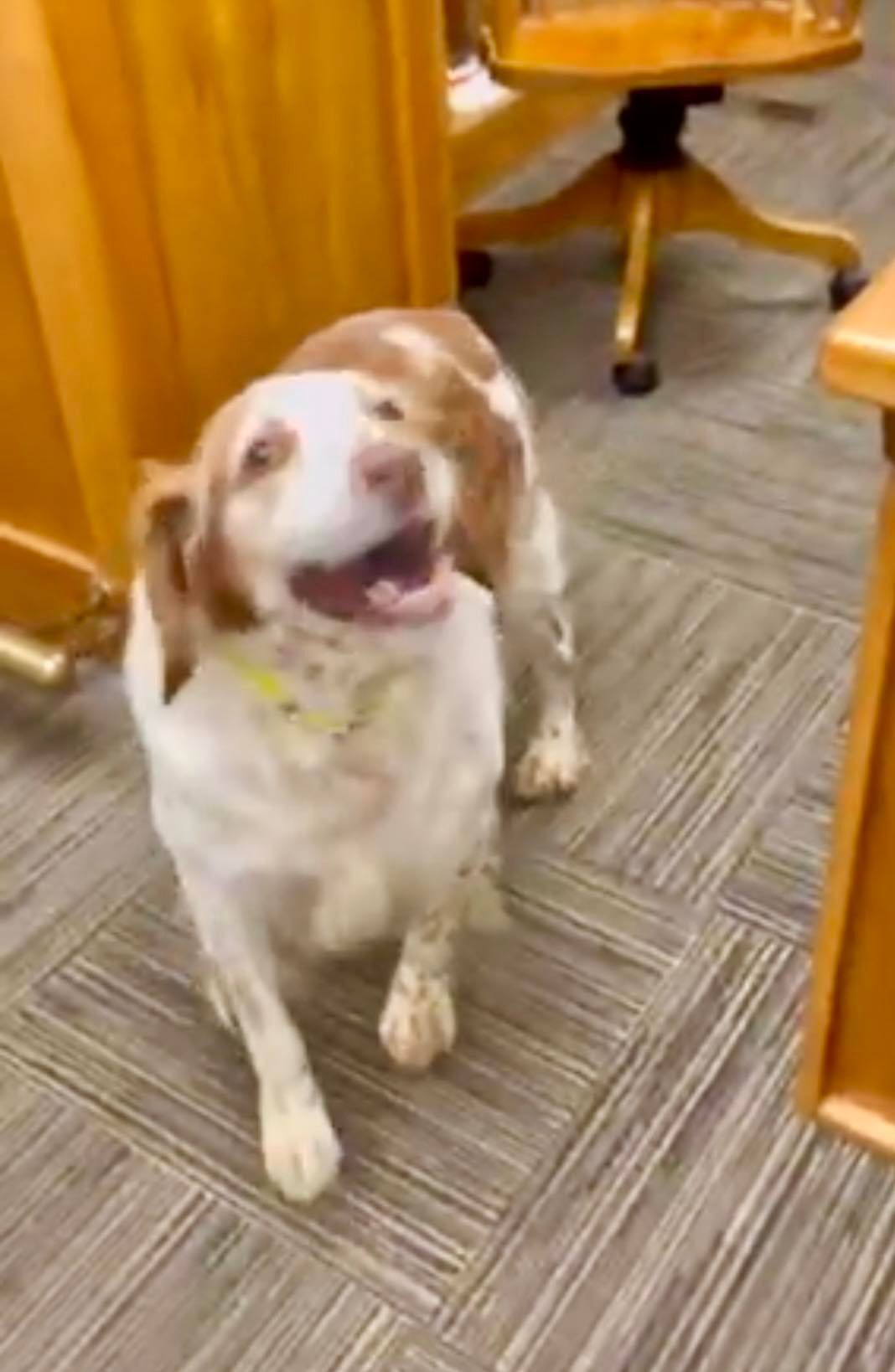 Dog, white with brown patches, panting happily in office setting, looking at the camera.