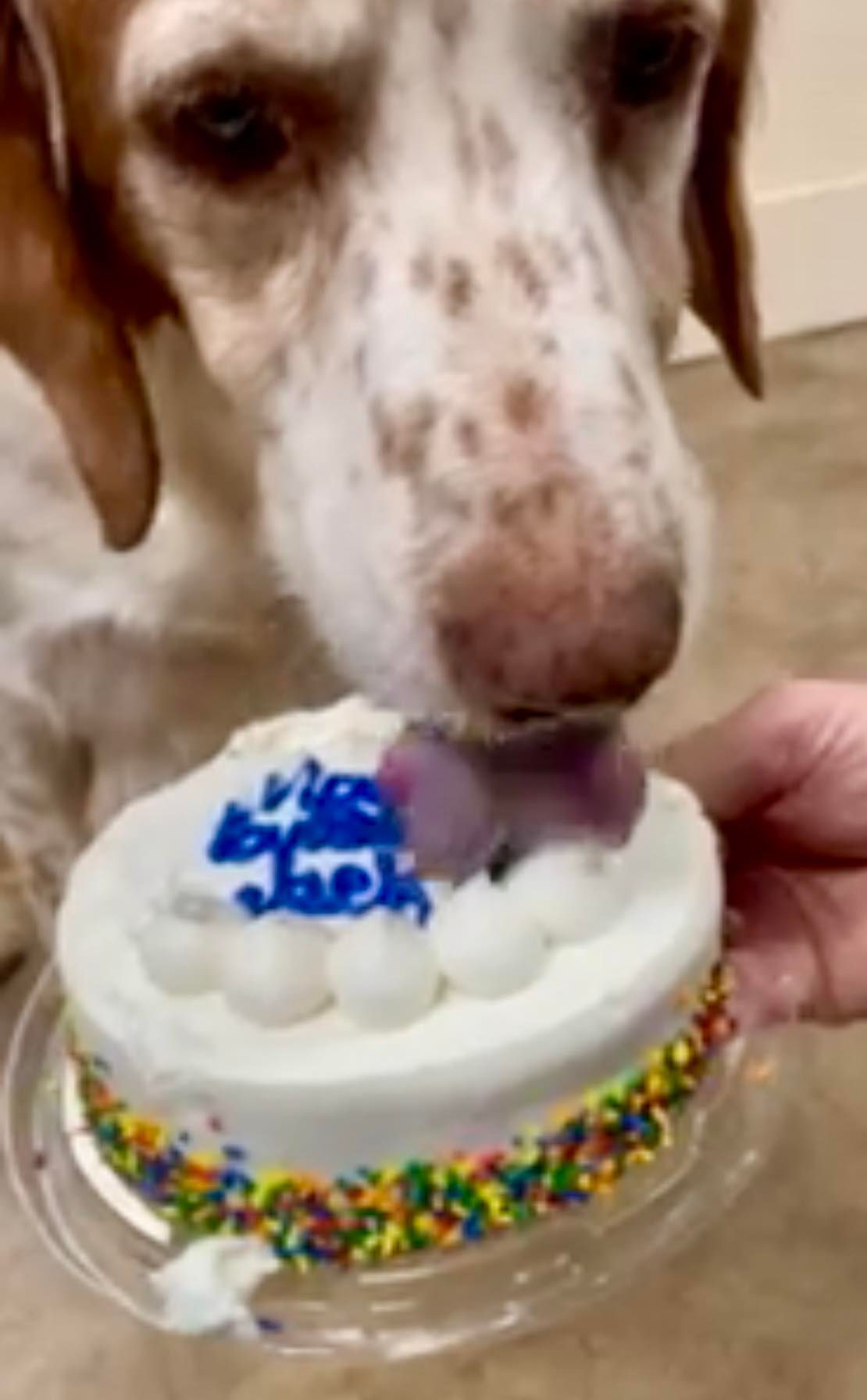 Dog licking a small birthday cake with white frosting, blue lettering, and colorful sprinkles.