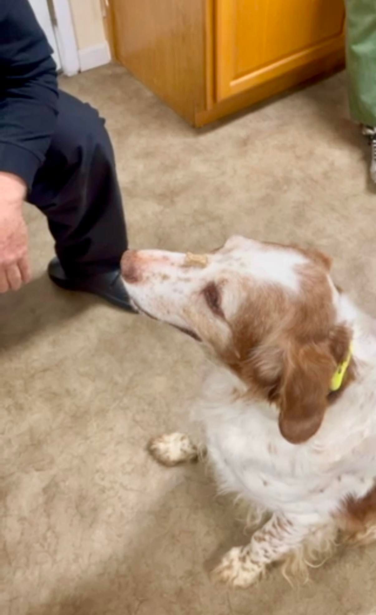 Dog sniffing a person's foot. The dog is white and brown, and the person wears dark pants.