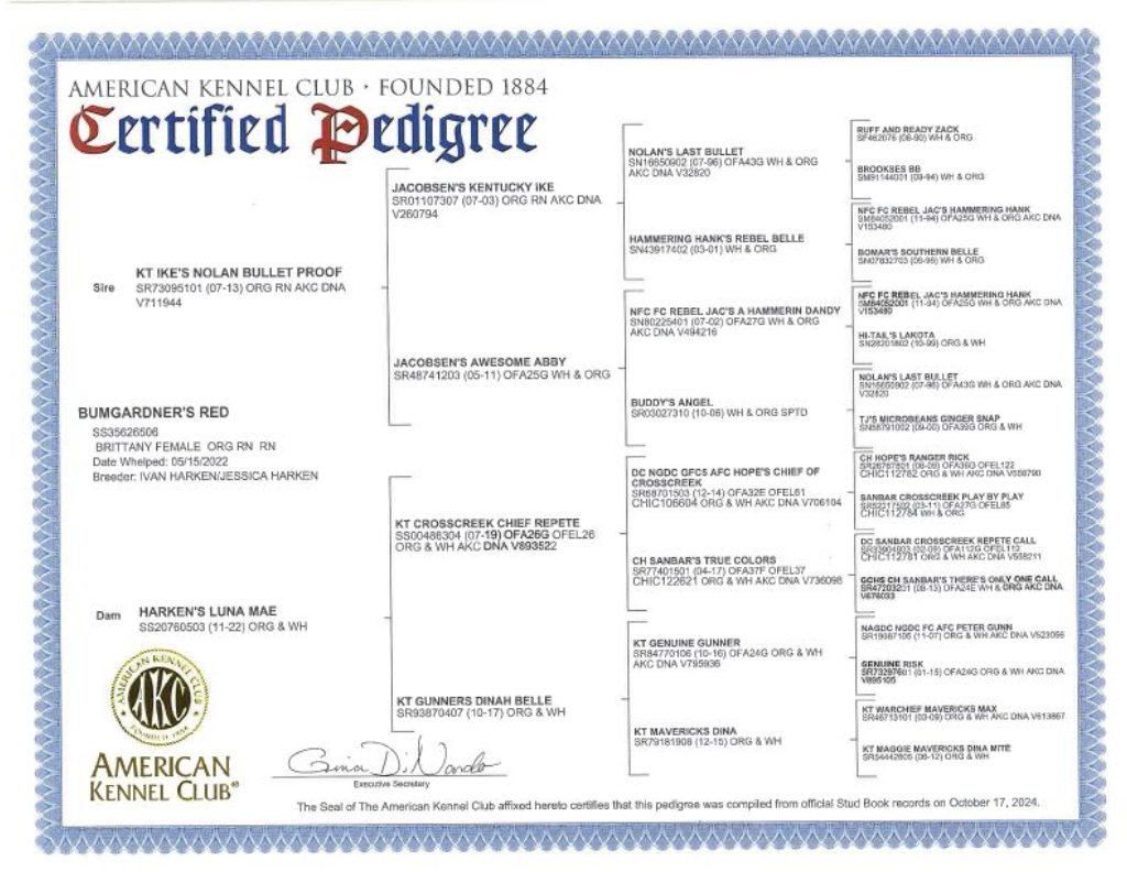 American Kennel Club certified pedigree certificate with dog's ancestry information, bordered in blue.