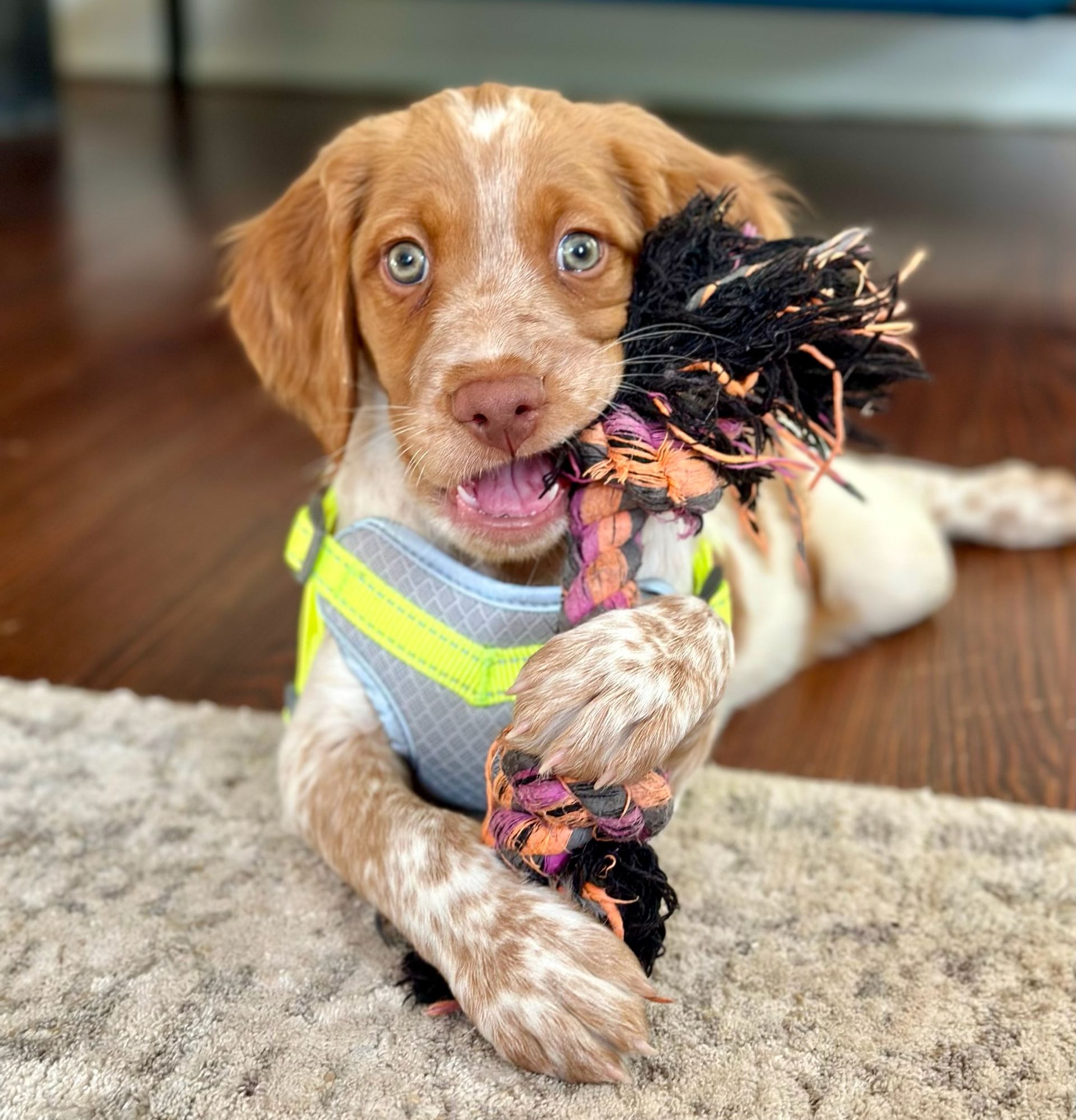 Puppy with orange and white fur chews a black and pink toy. Wearing a reflective vest, it looks at the camera.