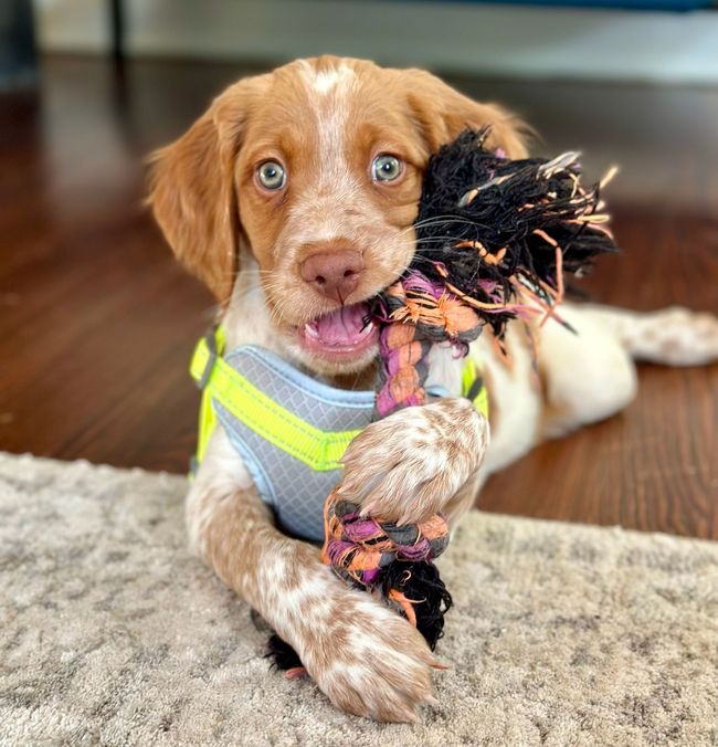 Puppy with orange and white fur chews on a black and pink toy, wearing a neon vest on a rug.