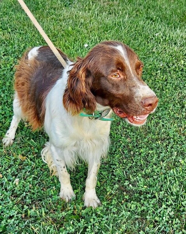 Brown and white dog on a leash in grass; wearing a green collar, looking towards the right.