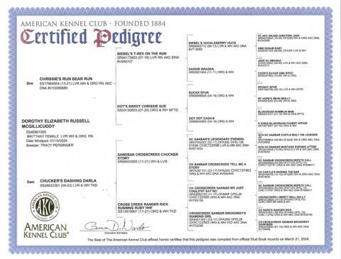 American Kennel Club certified pedigree certificate, blue border, detailing a dog's lineage with names, dates, and lineage.