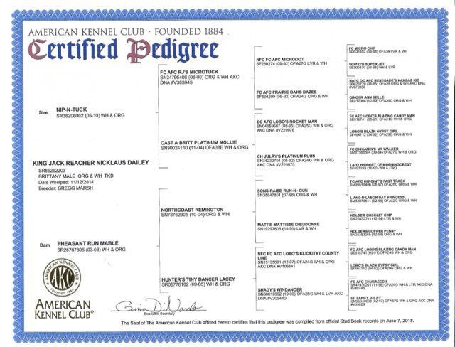 American Kennel Club certified pedigree for King Jack Reacher Nicholas Bailey, featuring lineage details.