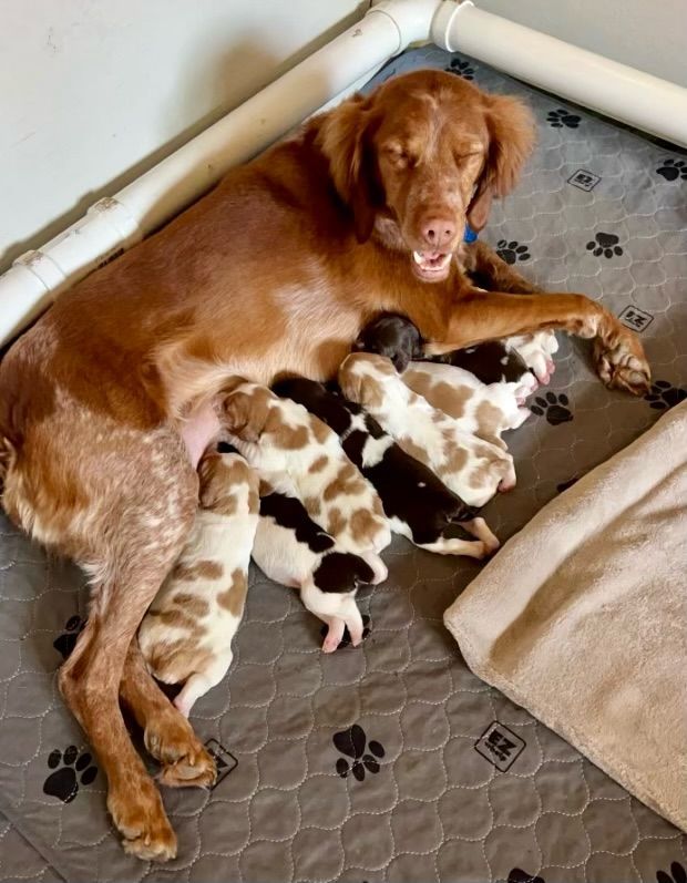 Brown dog nursing a litter of puppies, some white and brown, in a whelping box.