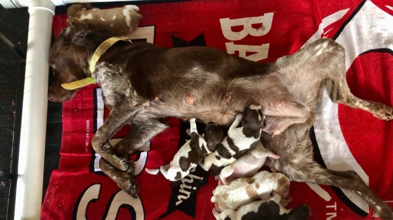 Dog with puppies nursing on a red towel inside a white pen.