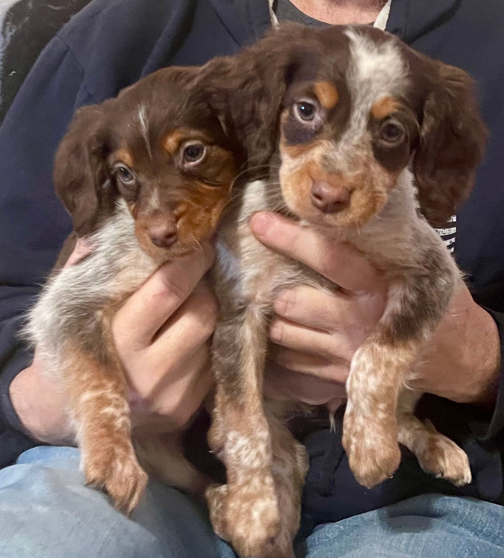 Two brown and white puppies being held by a person.