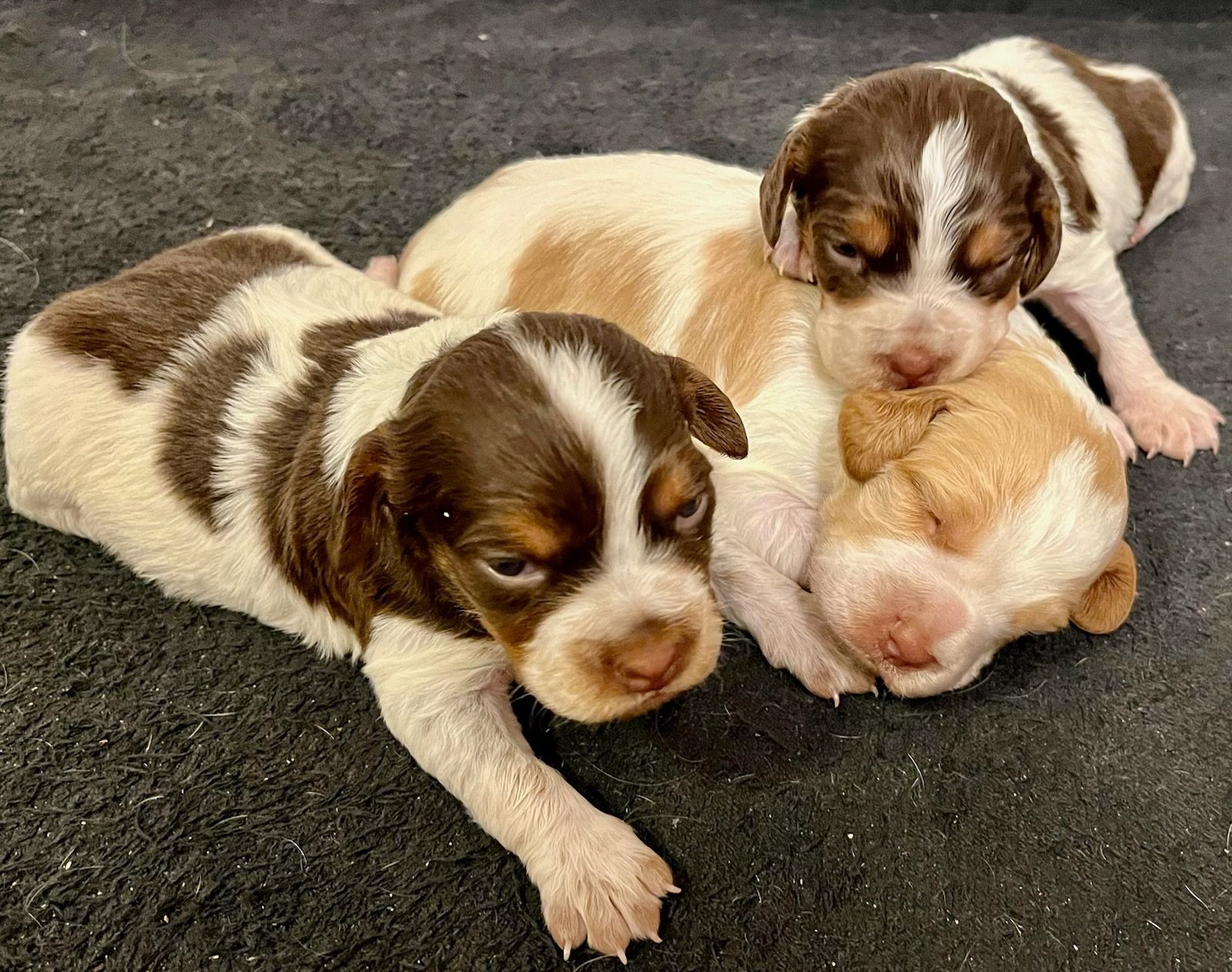 Three small puppies, brown and white, lying on a dark, textured surface.