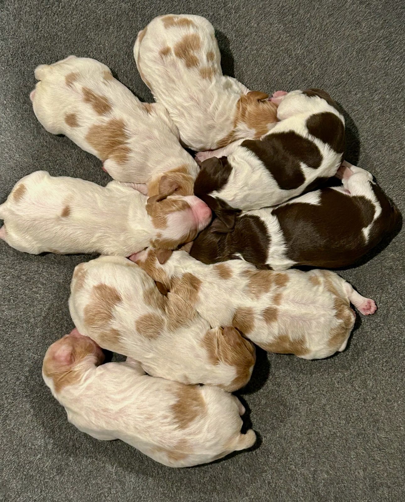 Eight newborn puppies, white and brown spotted, curled up on a gray surface.