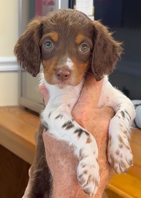 Brown and white puppy with floppy ears and spotted legs being held.