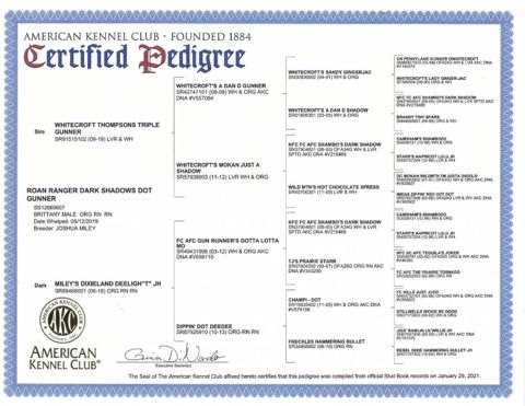 An AKC-certified pedigree certificate, detailing the lineage of a dog named Boah Ranger Barn S-Moore’s Dot Gusher.