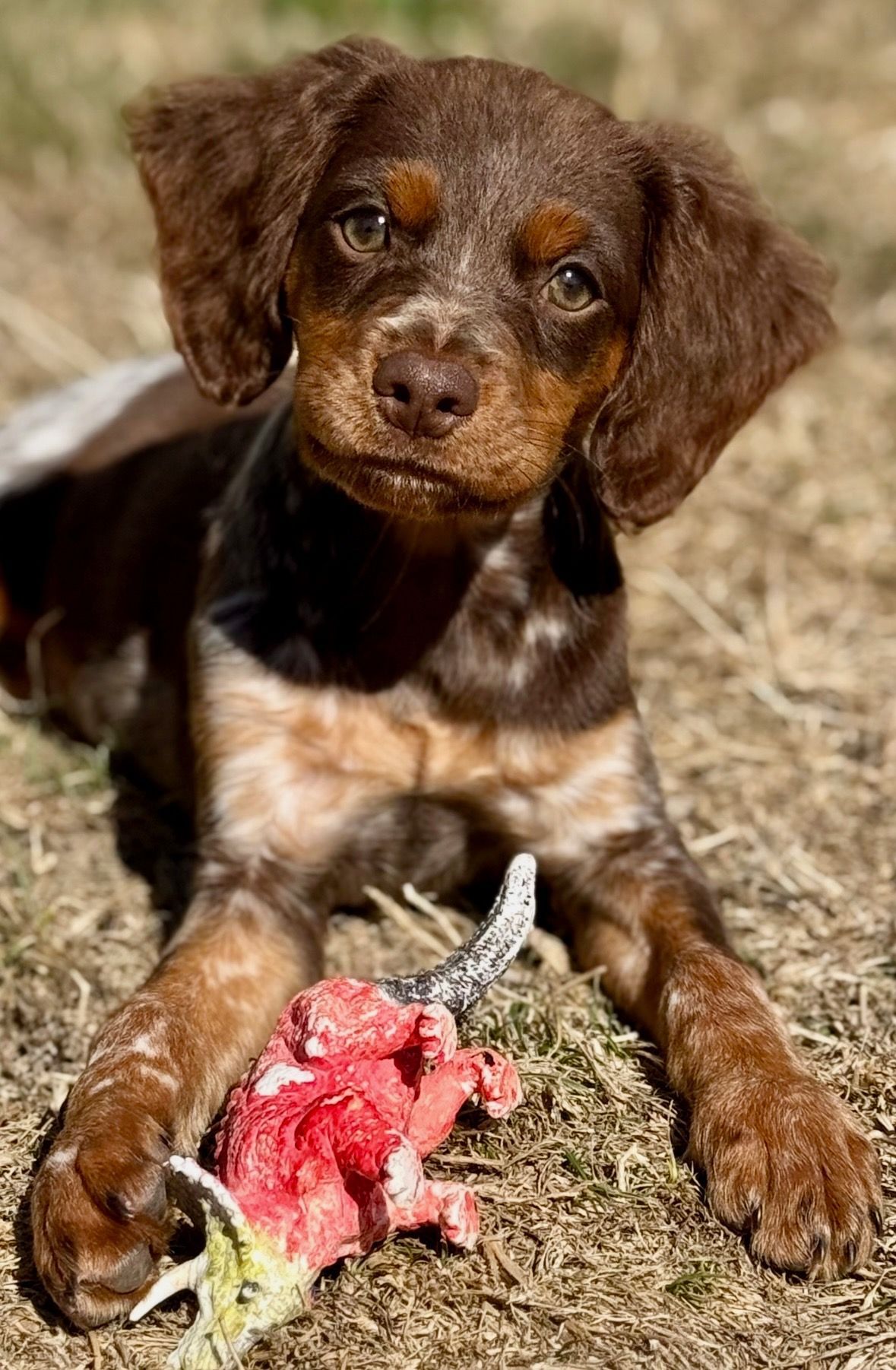 Brown and white Brittany Spaniel puppy with a red object in its paws, lying on grass.