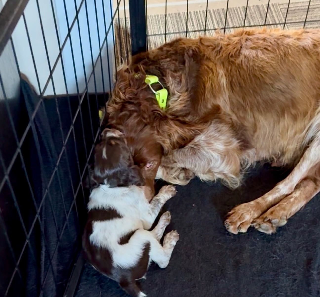 Large brown dog snuggles a small brown and white puppy inside a black cage.
