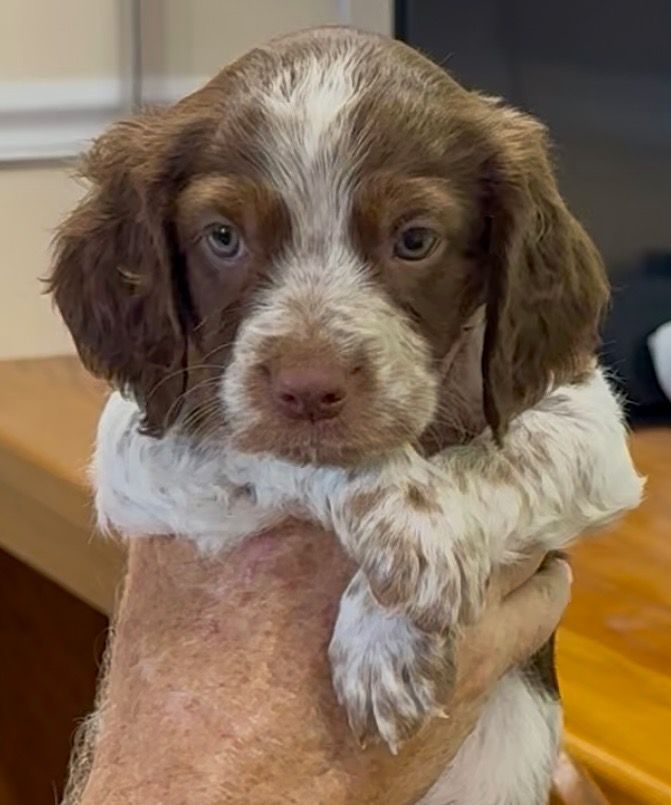 Brown and white puppy being held, looking at the camera.