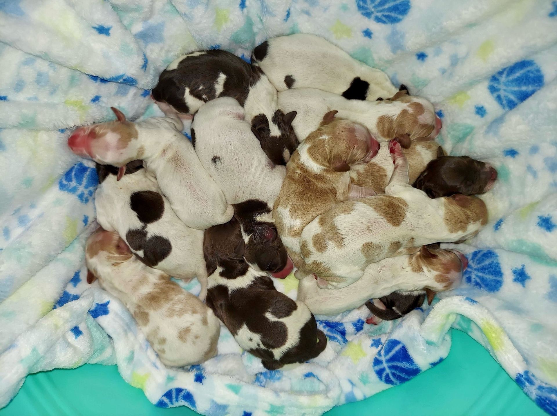 Newborn puppies huddled together in a patterned blanket. Various colors, spots, and patches.