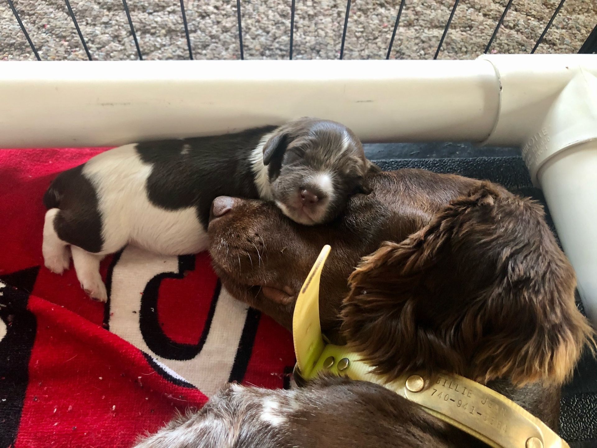 Two puppies snuggled together, one mostly white with brown markings, the other brown, resting on a red blanket.