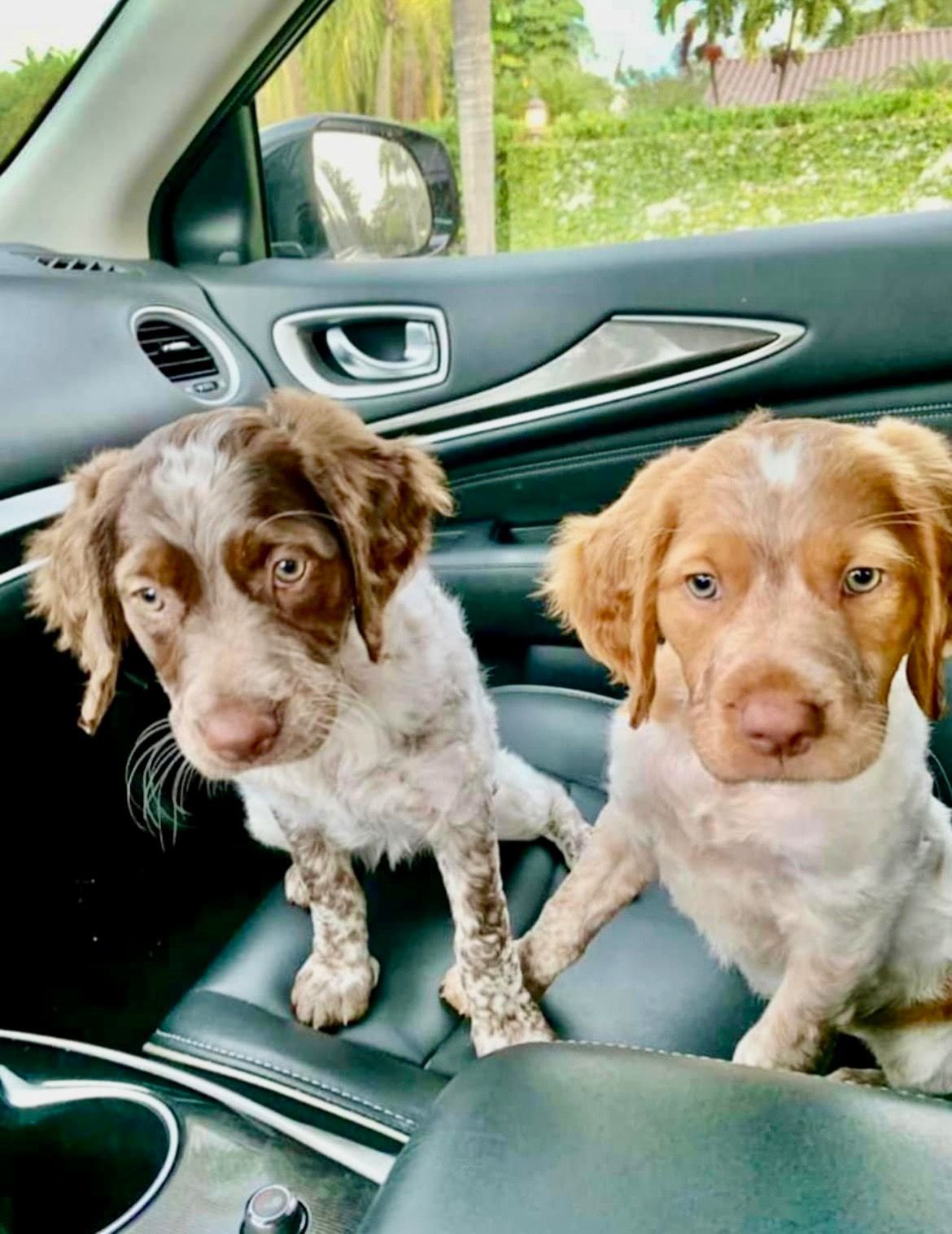 Two Brittany Spaniel puppies in a car, brown and white spotted, looking forward with earnest expressions.