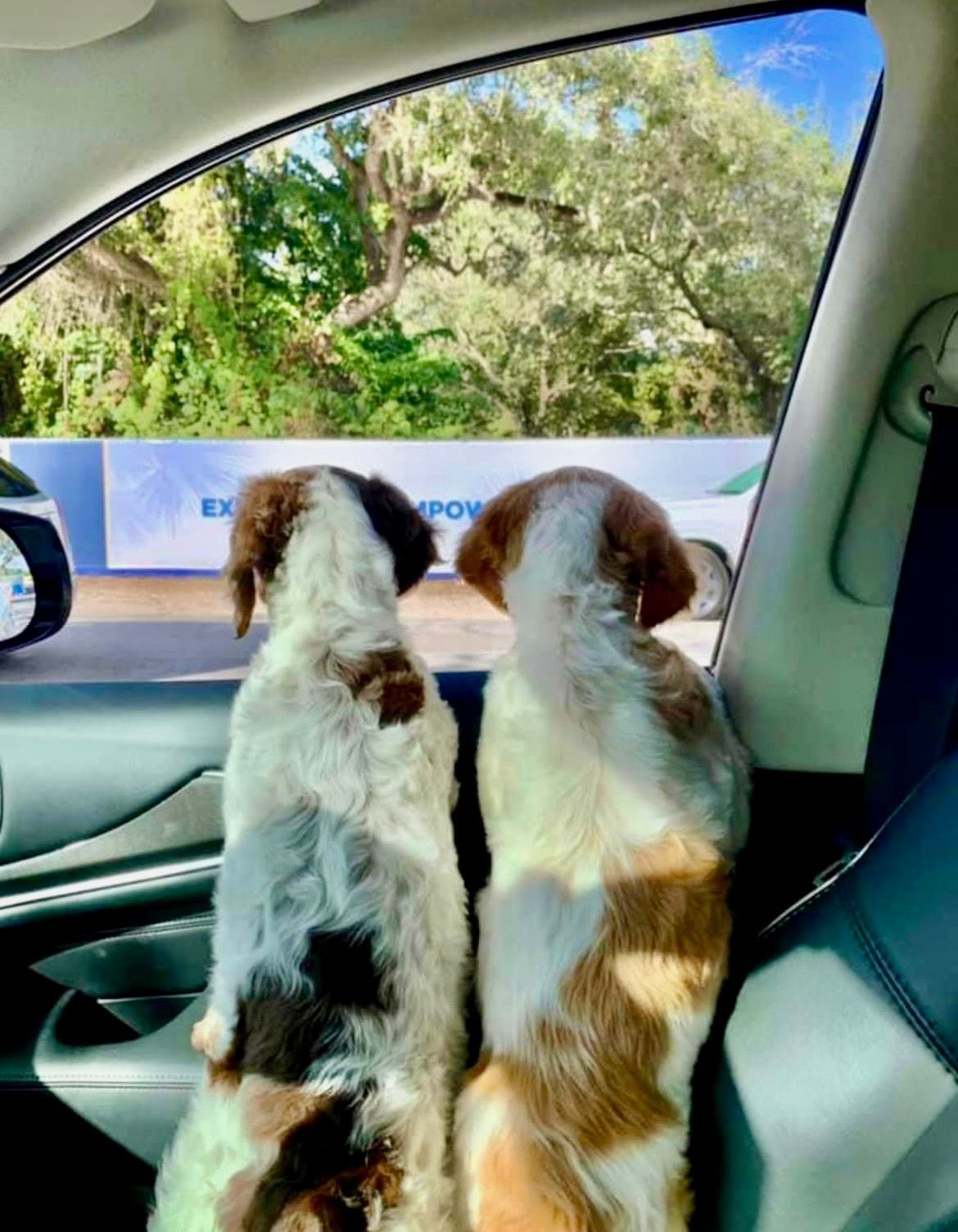 Two dogs with brown and white fur look out a car window at trees.