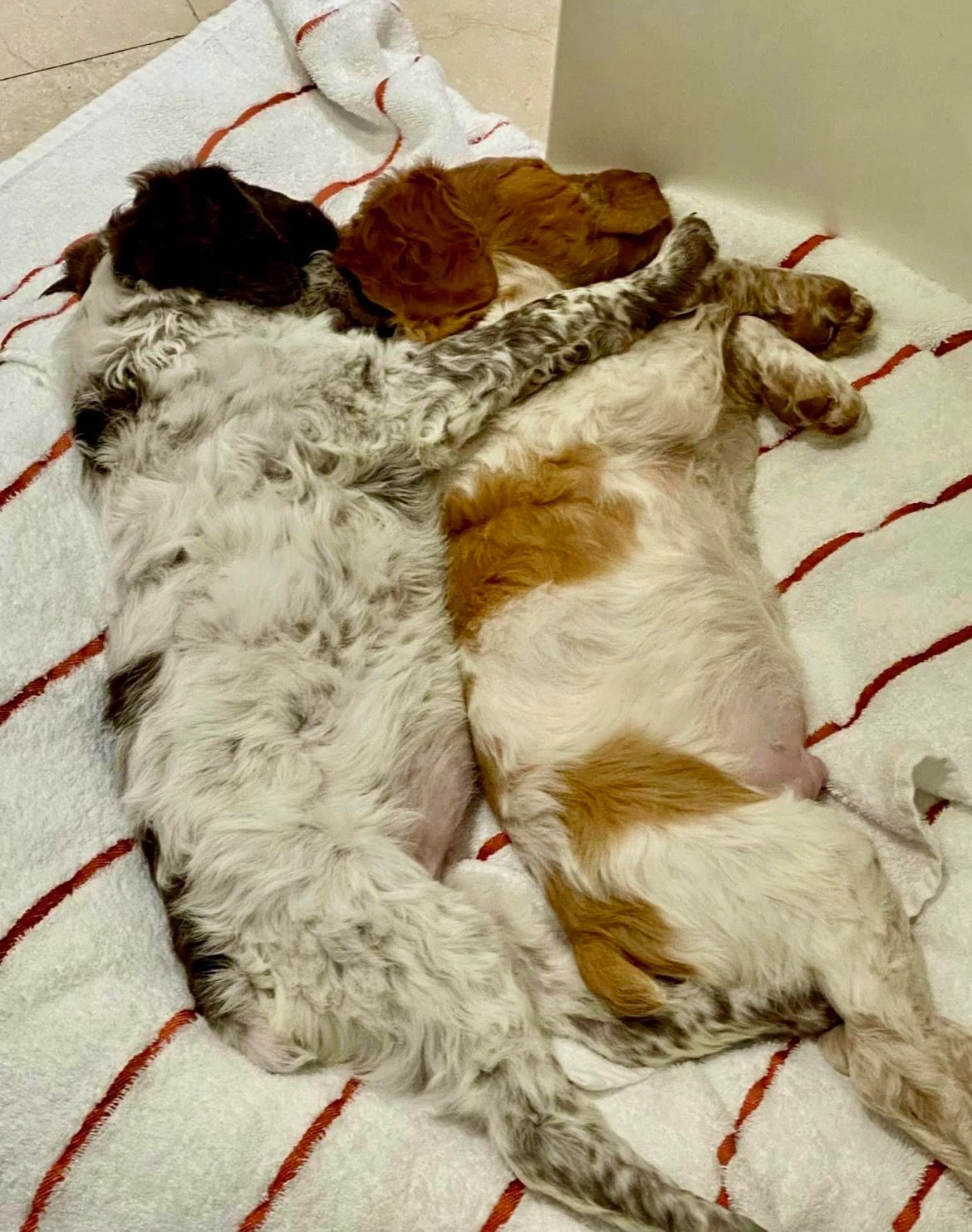Two dogs, brown and white, sleeping and embracing on a striped towel.