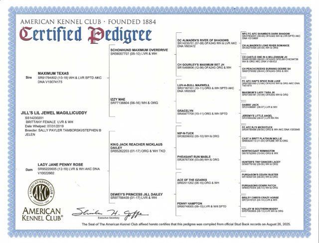 American Kennel Club pedigree certificate with dog's lineage, white with blue border.