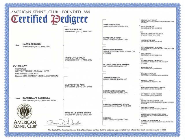 American Kennel Club certified pedigree certificate with dog's lineage.