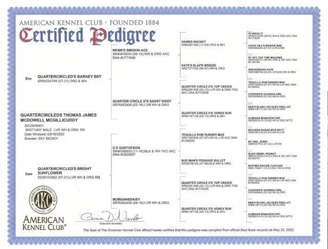 American Kennel Club Certified Pedigree of a dog, detailing its lineage and ancestors.