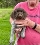Brown and white puppy being held by a person wearing a pink shirt.