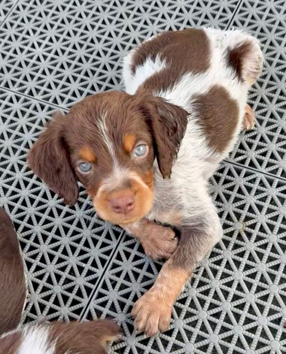 Brown and white spotted puppy with light blue eyes, lying on a gray textured surface, looking at the camera.