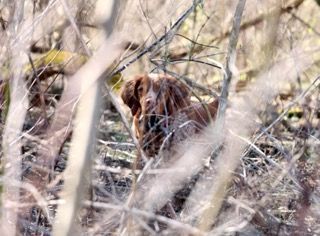 Brown dog, partially obscured by branches, standing in a wooded area.