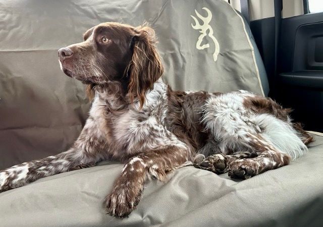 Dog with brown and white fur reclines on a tan seat cover in a vehicle, looking to the left.
