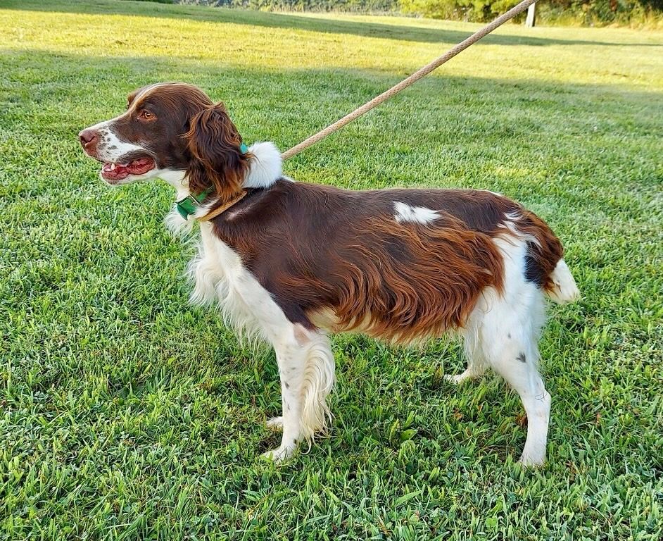 Brown and white English Springer Spaniel on a leash in a grassy field.