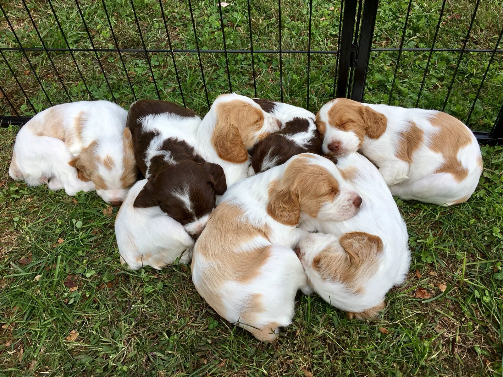 Eight small puppies, white and brown, curled up together on green grass.