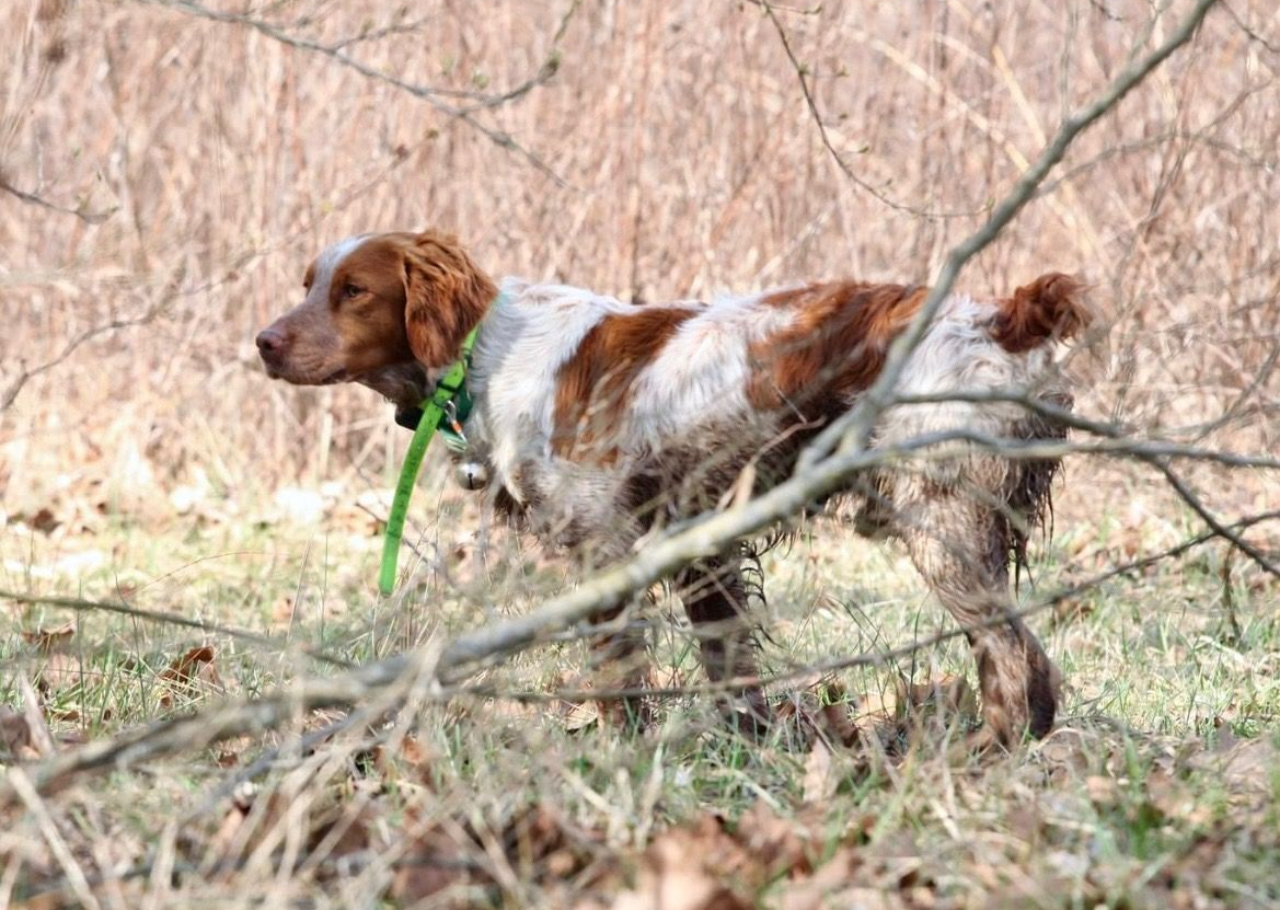 A brown and white Brittany Spaniel stands in a field, covered in mud, looking to the left.