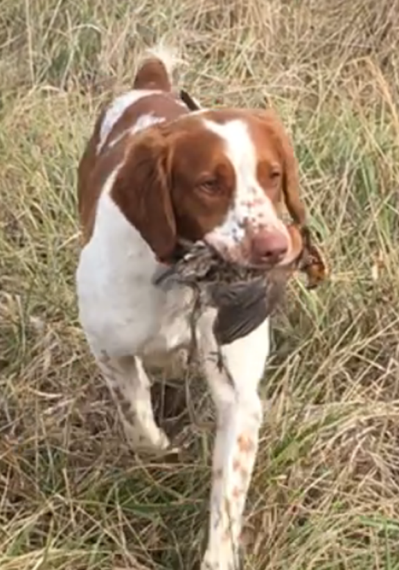 Brittany Spaniel dog carrying a bird in its mouth in a grassy field.