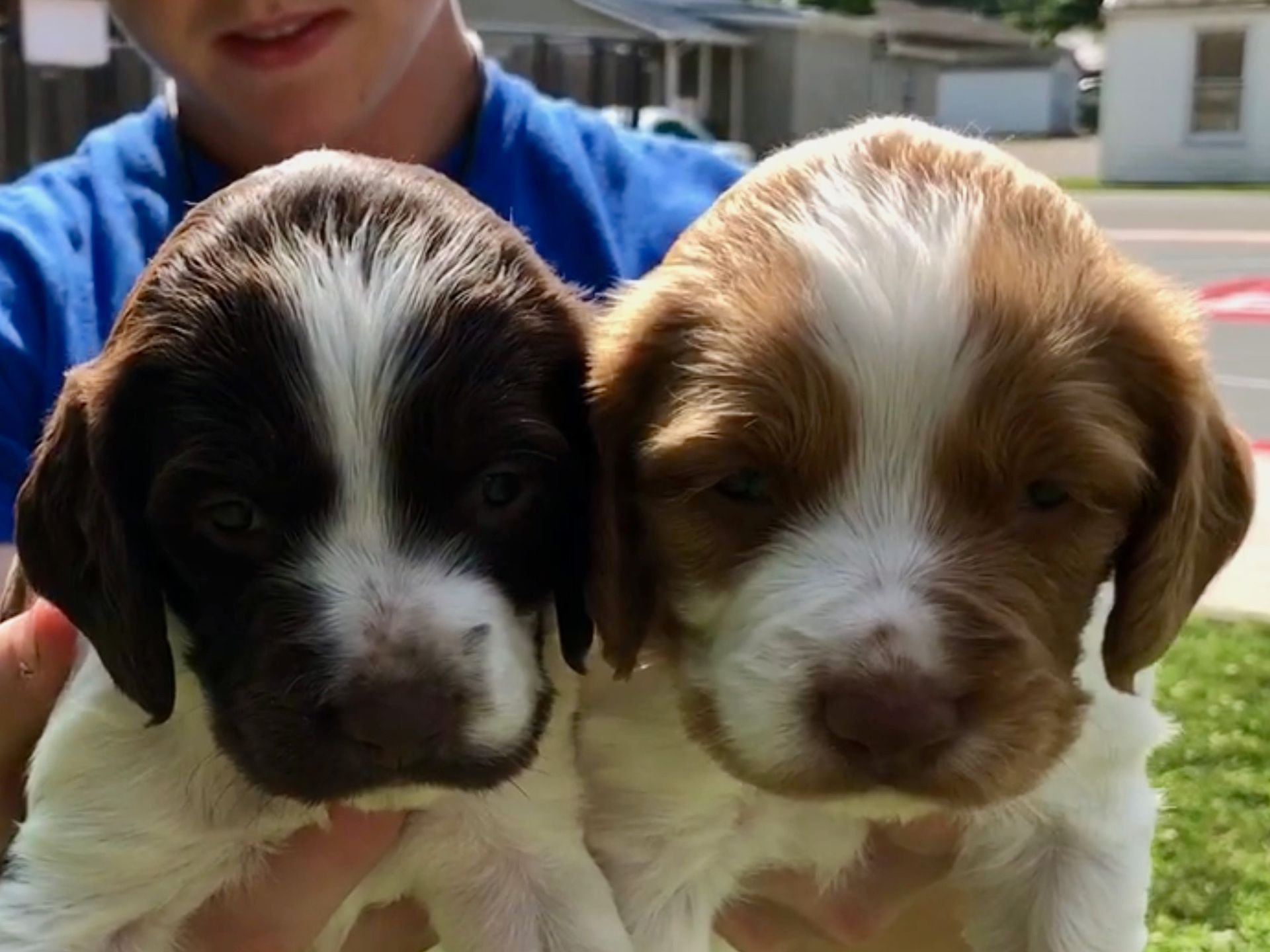 Two brown and white puppies held by a person in a blue shirt outdoors.