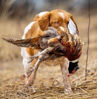 Dog with brown and white fur carrying a pheasant in its mouth in a field.