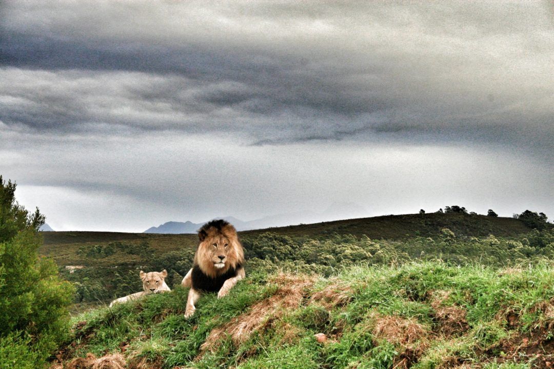 A lion is standing on top of a grassy hill.