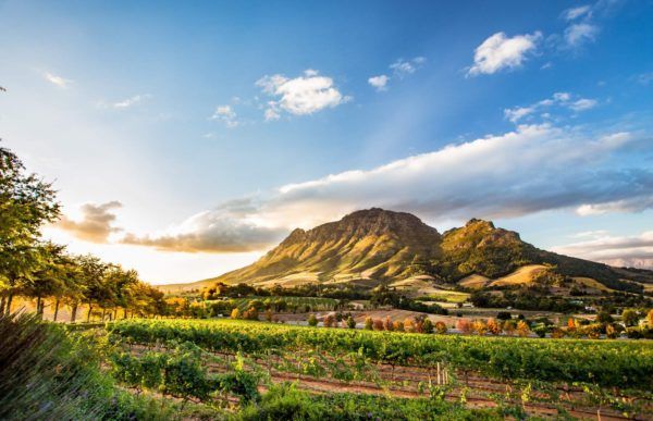 There is a mountain in the background and a vineyard in the foreground.