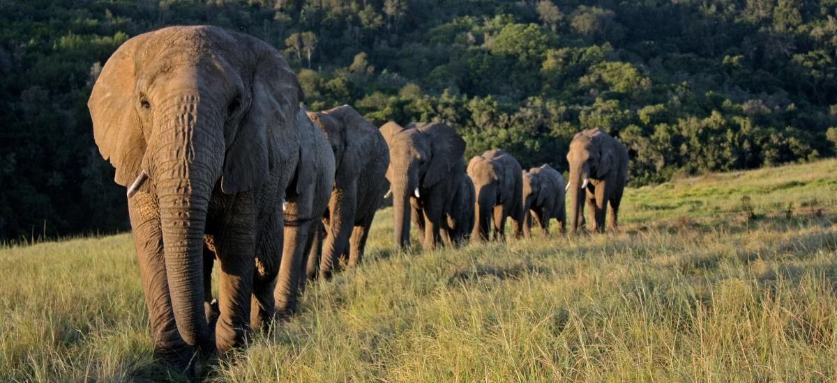 A herd of elephants walking in a grassy field.