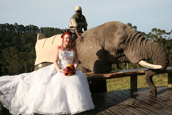 A woman in a wedding dress sits on a bench next to an elephant
