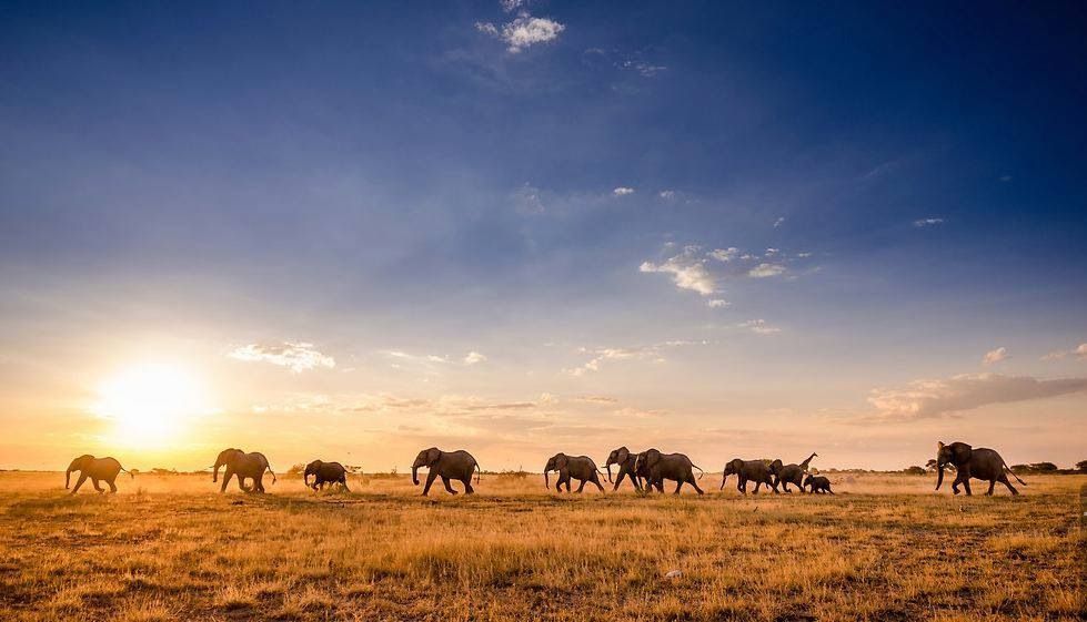 A herd of elephants walking in a field at sunset.