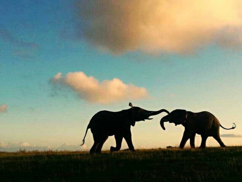 Two baby elephants are playing with each other in a field