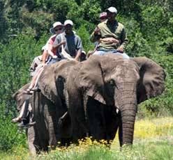 A group of people are riding on the back of an elephant.