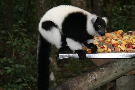 A black and white lemur is eating fruit from a tray.