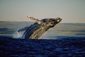 A humpback whale is jumping out of the water.